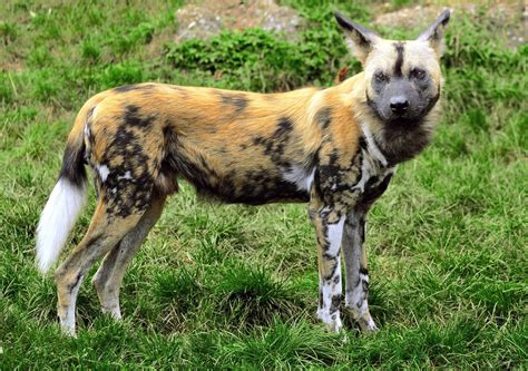 African Wild Dog Facts: Attractive and Endangered Animals - Owlcation