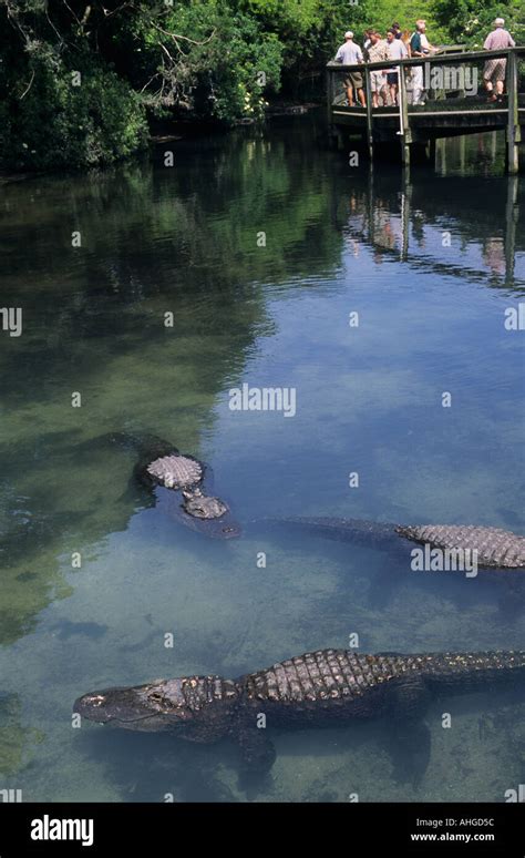 Florida St Augustine Alligator Farm Zoological Park Alligator Swamp ...