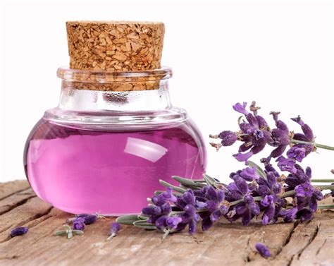 Quiet Corner:Lavender Oil Benefits for Hair - Quiet Corner