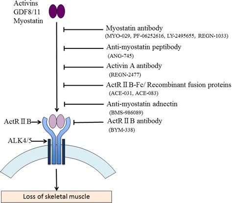 Myostatin inhibitors as pharmacological treatment for muscle wasting and muscular dystrophy ...