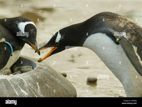 Penguins in Edinburgh Zoo Stock Photo - Alamy