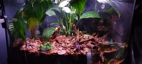 mantis habitat : r/paludarium