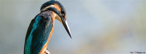 Bird hunting - kingfisher 4K wallpaper download