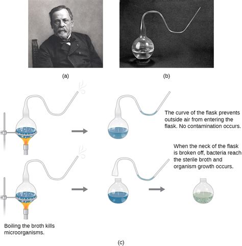 Spontaneous Generation: Redi's Experiment with Learning Objectives - Pasteur Brewing