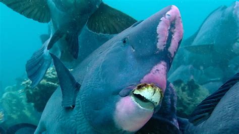 Feeding Humphead Parrotfish | Blue Planet | BBC Earth - YouTube