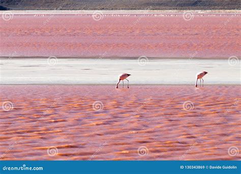 Laguna Colorada Flamingos, Bolivia Stock Image - Image of beauty, colorada: 130343869