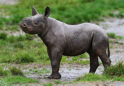 Baby black rhino is first born at Howletts Wild Animal Park in its 40-year history | Daily Mail ...