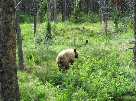 The Wildlife of Glacier National Park | Blog Posts | WWF