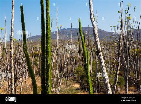 Thorny forest, between Tolagnaro and Andohahela National Park, Anosy ...