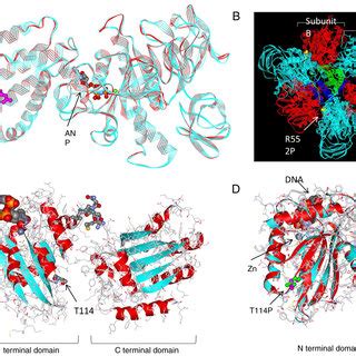 Protein structure visualization of ATP6V1A and APOBEC3F somatic ...