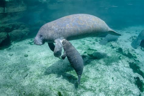 Manatee Mother and Calf––On the Cover | Manatee Tales