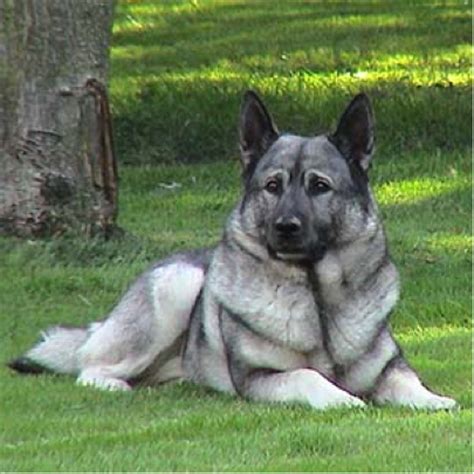 Norweigen Elkhounds | norwegian elkhound training ireland | Norwegian Elkhound | Pinterest ...