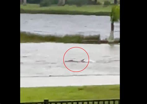 Watch: Shark Swimming up a City Street in Florida | Outdoor Life