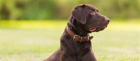 What Is A Chocolate Labrador Retriever