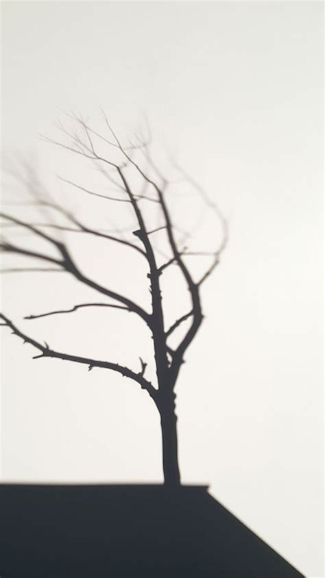 Tree shadow silhouette nature plant. | Free Photo - rawpixel