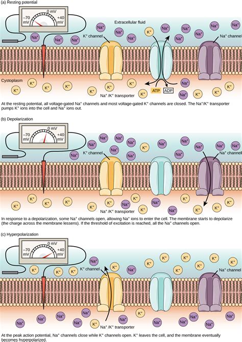 Top 182 + Neuron action potential animation - Lifewithvernonhoward.com