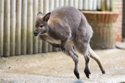 kangaroo while jumping 20421856 Stock Photo at Vecteezy