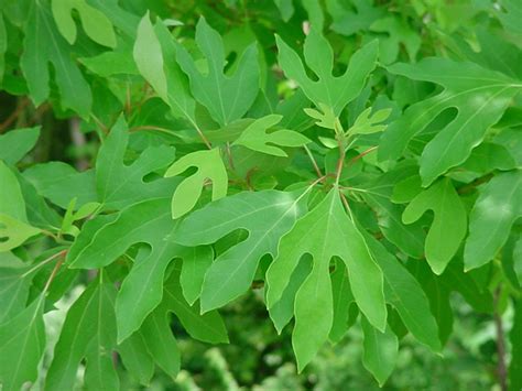 Sassafras Albidum: Medicinal Uses and Dosage - Keep Vitality