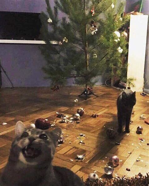 Cats Destroying a Christmas Tree [Template] MEME GENERATOR TEMPLATE - SoupMemes