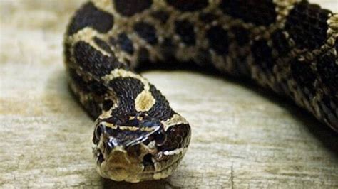 Massasauga rattlesnake bites Toronto Zoo worker | CBC News