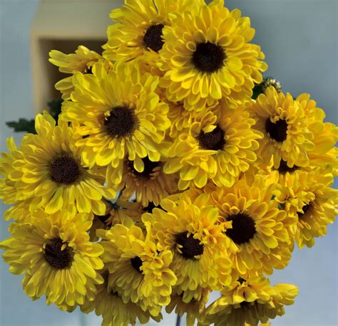 'Viking' Daisy Poms | Yellow flowers, Pom daisy, Sunflower wedding