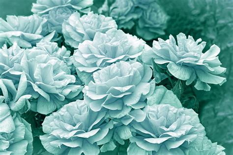 Teal Roses in the Garden Photograph by Jennie Marie Schell - Fine Art America