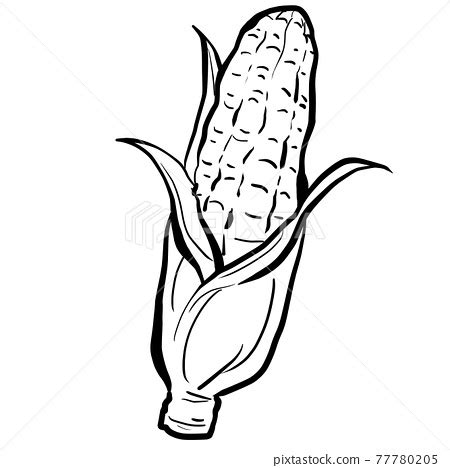 Realistic corn line drawing - Stock Illustration [77780205] - PIXTA