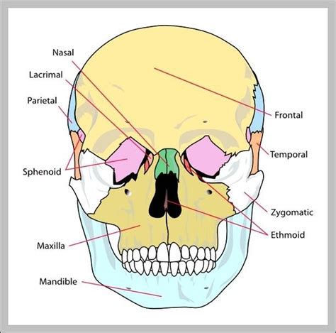 Bones – Graph Diagram