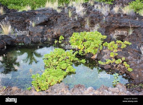 Tropical water plants, Water hyssop, and grasses growing in and on a ...