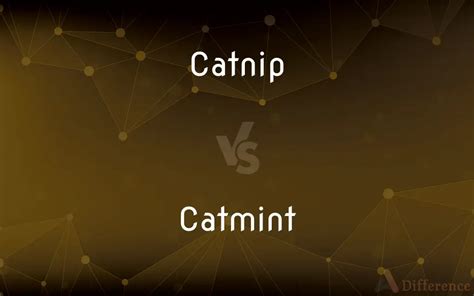 Catnip vs. Catmint — What’s the Difference?