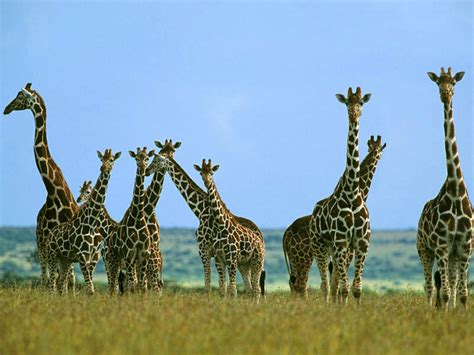 Encyclopaedia of Babies of Beautiful Wild Animals: Twiga Beautiful giraffe pictures