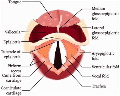 Epiglottis Anatomy