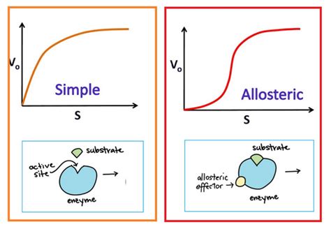 Enzyme Active Site Allosteric Site