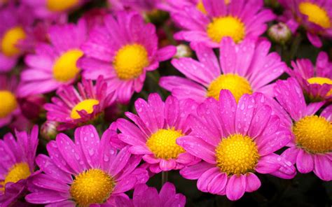 Pink and Yellow Flowers Wallpapers - Top Free Pink and Yellow Flowers ...