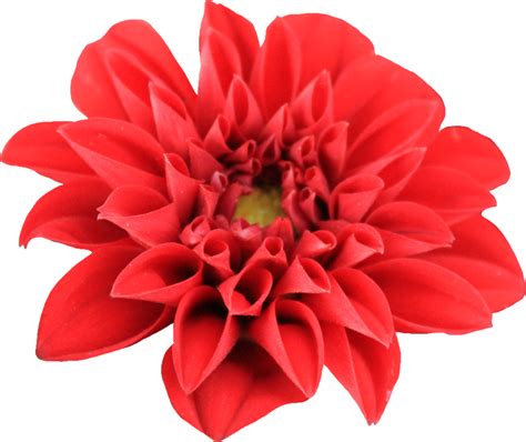 Dahlia Transparent | PNG All