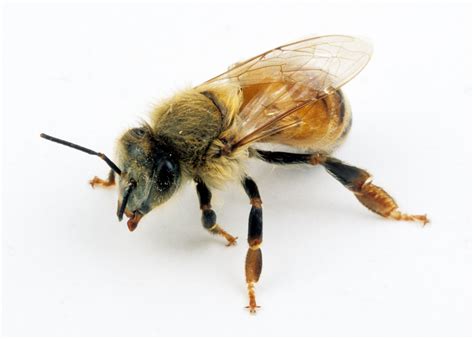 File:CSIRO ScienceImage 2370 Female Worker Bee.jpg - Wikimedia Commons