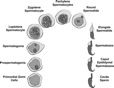 Gametogenesis and spermatogenic germ cell stages (modified from [162 ...