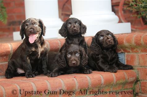 Boykin Spaniel Puppies – Boykin Spaniels and other Gun Dogs Available ...