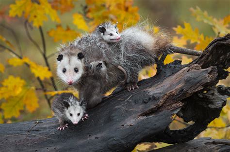 What Kind of Animal Is a Possum? - Facts, Origin and Importance in ...