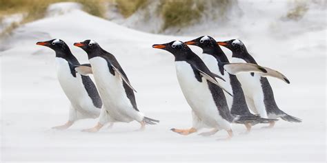 A Penguin's Waddle Is More Efficient Than Your Walk (Who's Laughing Now ...