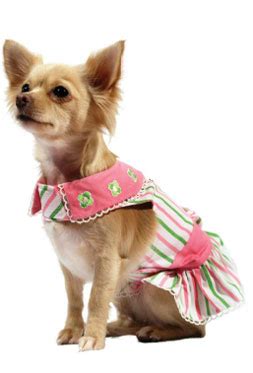 Chihuahua Designer Clothes for Fashionable Chihuahuas - Chihuahua Clothes