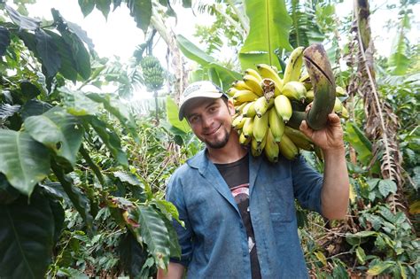 Bananas are under threat having their own pandemic. Can you help them fight back? - UK News Group