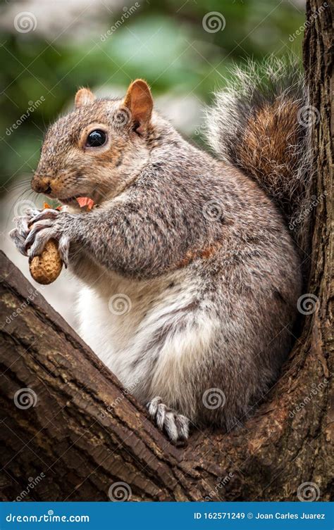 Squirrel Eating a Peanut on a Branch Stock Image - Image of detailed ...