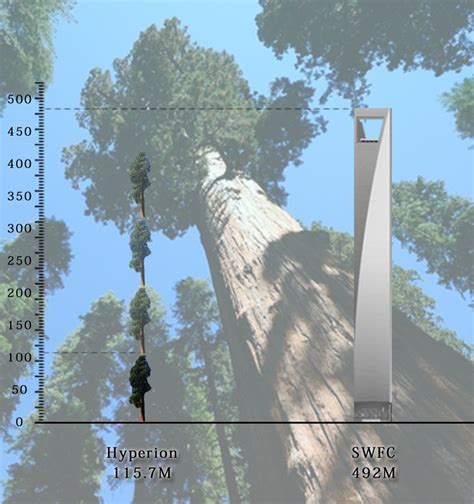 A coast redwood named Hyperion is the world’s tallest tree. Looking for ...