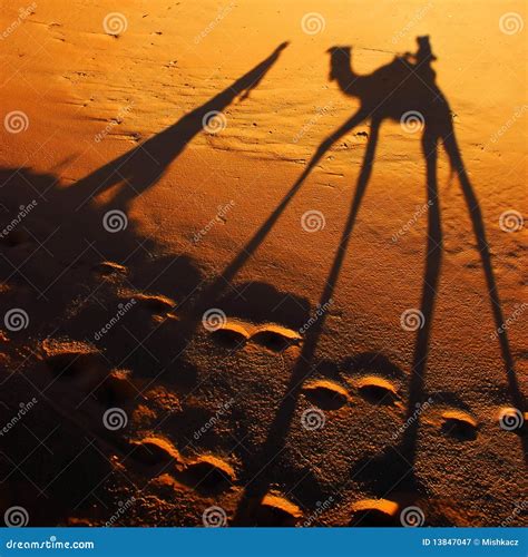 Camel shadow stock image. Image of climb, light, chebbi - 13847047