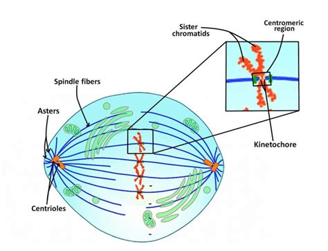 Metaphase Spindle Fibers