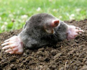 What's the Difference Between Moles and Gophers