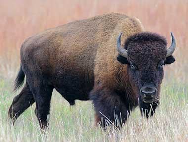 Oklahoma State Animal | Buffalo (American Bison)