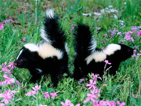 animal flowers | Duelling Skunks, animal, black, flowers, grass, mammal, odour, skunk ...