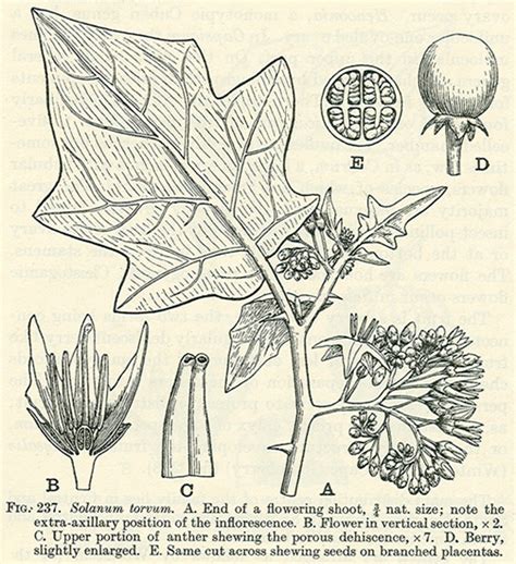 Factsheet - *Solanum torvum